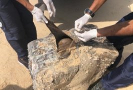 Análise do IMA deve acabar com mistério sobre caixas encontradas em várias praias de Alagoas