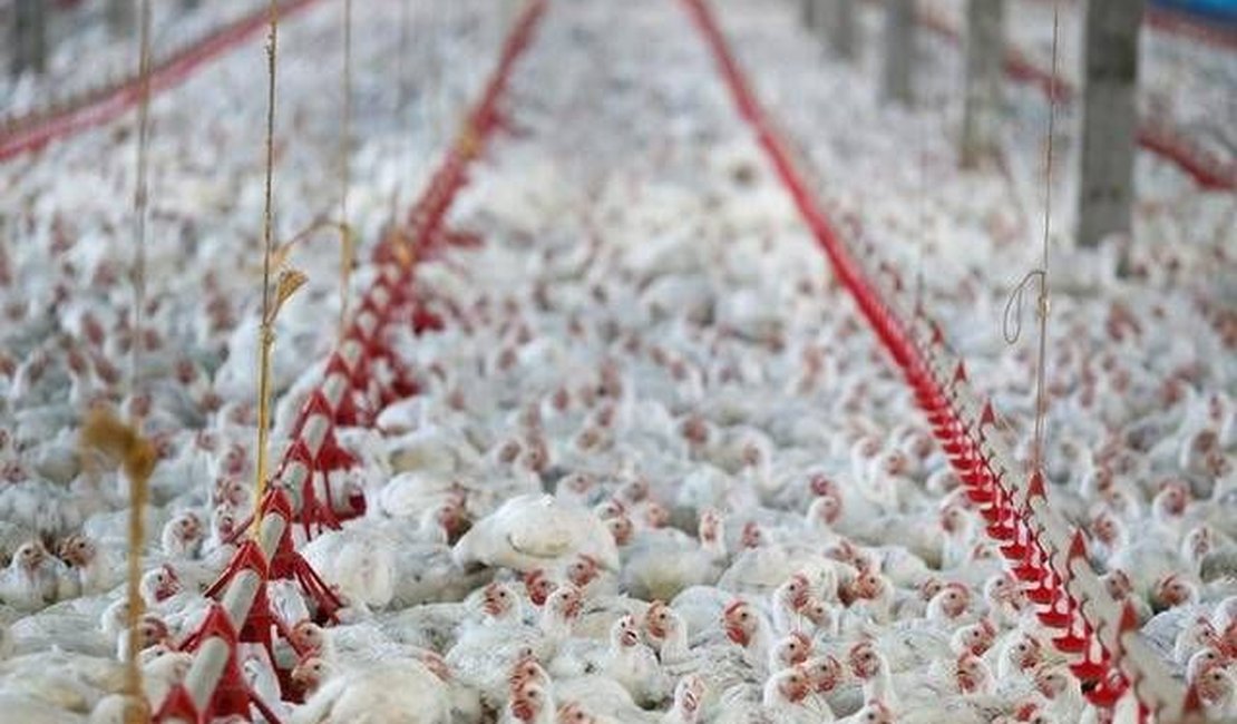 Exportação de carne de frango do Brasil cai 8,8% em janeiro