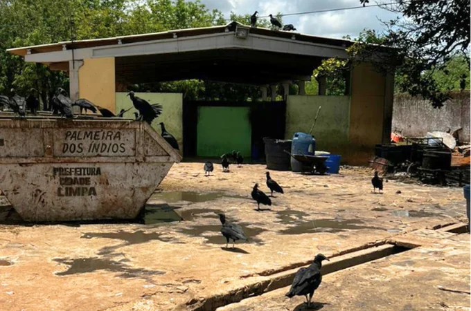 Justiça determina prazo para regularização do matadouro público de Palmeira dos Índios