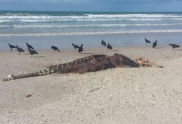 Jacaré é encontrado morto nas areias da praia do Sobral