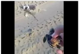 Vídeo: Veículos matam tartarugas em fase de desova no Litoral de Alagoas