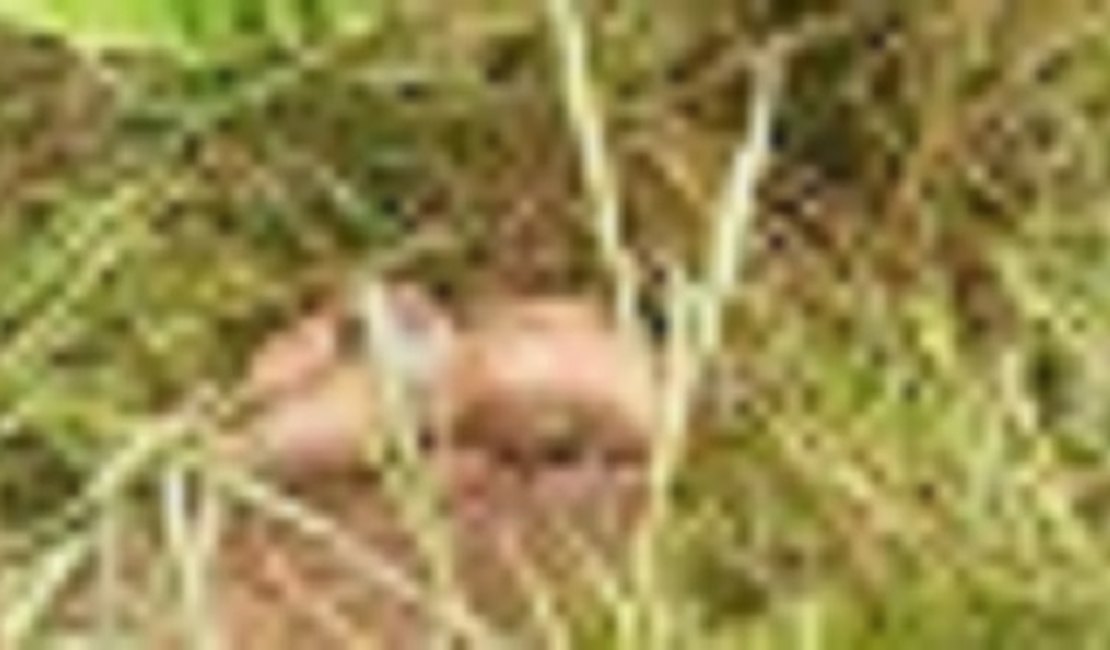 Corpo encontrado em canavial pode ser de sargento, diz delegado