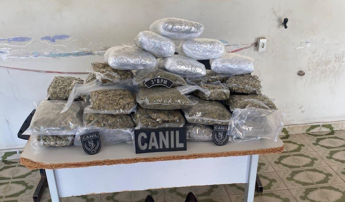 Polícia Militar apreende mais de 10 kg de maconha em mala abandonada dentro de ônibus em Arapiraca