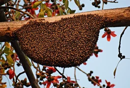 Vó, filha e neta ficam gravemente feridas após ataque de abelhas na zona rural de Arapiraca