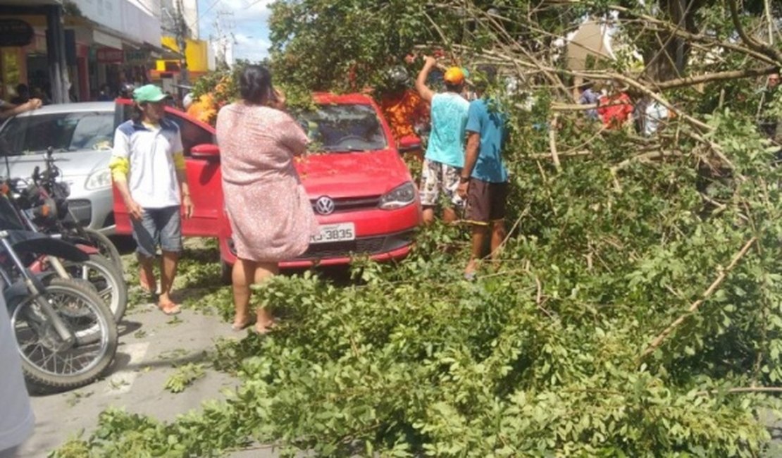 Vídeo: Árvore cai sobre automóvel no Centro de Arapiraca