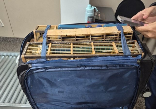 Ação integrada da PCAL e Polícia Federal apreendem 42 aves silvestres em bagagem no Aeroporto de Rio Largo