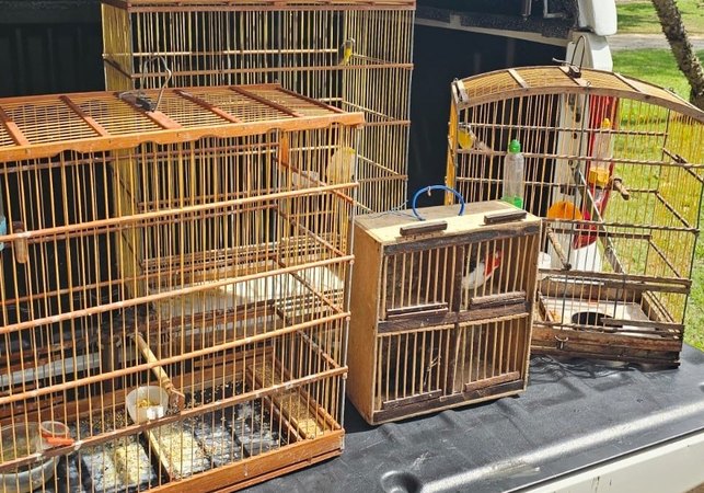 Operação contra cativeiro ilegal apreende mais de 50 aves no fim de semana