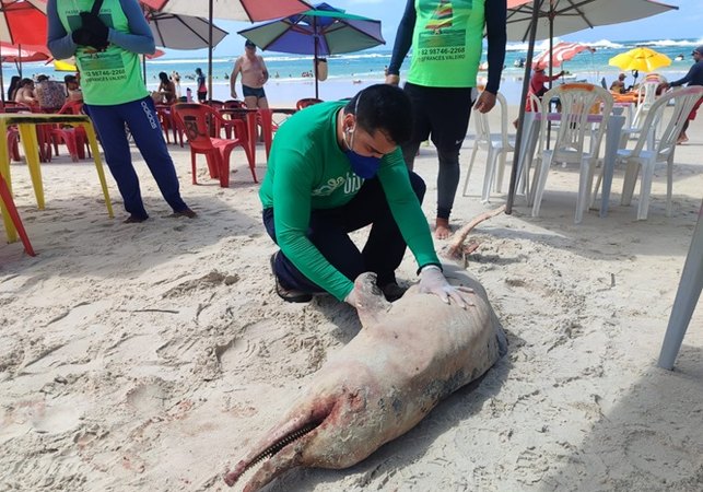 Com marcas de mordidas de tubarão, golfinho encalha morto na Praia do Francês