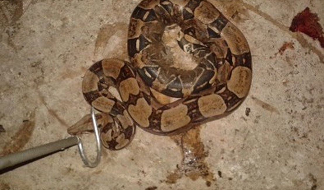 Serpente de 2 metros é apreendida em Marechal Deodoro