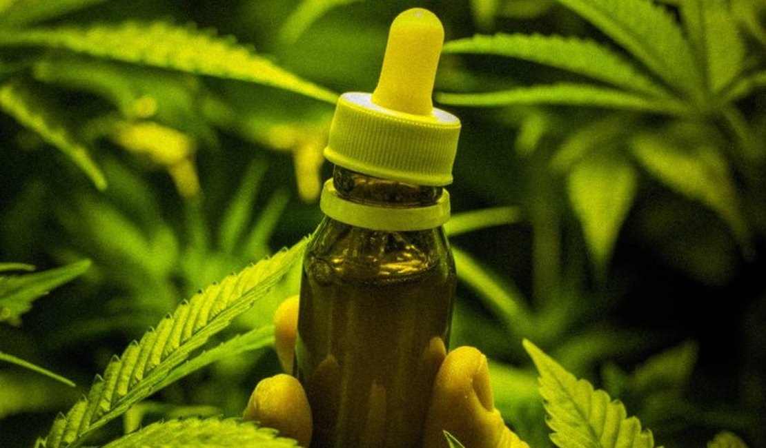 Justiça ordena liberação do uso medicinal do princípio ativo da maconha