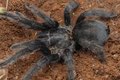 Nova espécie de tarântula impressiona por órgão genital 'avantajado' de 5cm