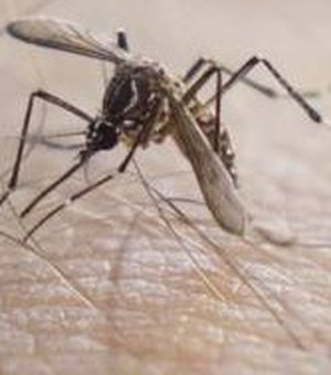 AL tem menor percentual do NE em casos confirmados de zika vírus