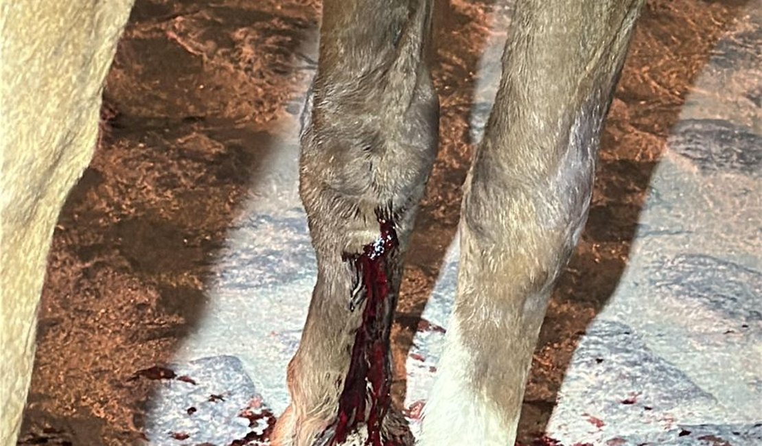 PM e veterinário socorrem cavalo ferido após acidente em Arapiraca