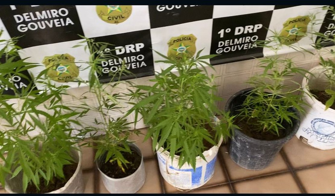 'Horta' de maconha é encontrada na casa de criminosos durante ação policial no interior de Alagoas