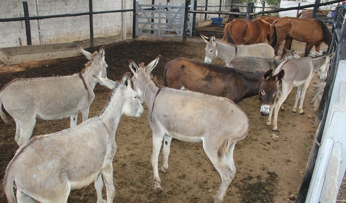 Mais de 200 animais de grande porte foram capturados somente este ano nas ruas de Arapiraca