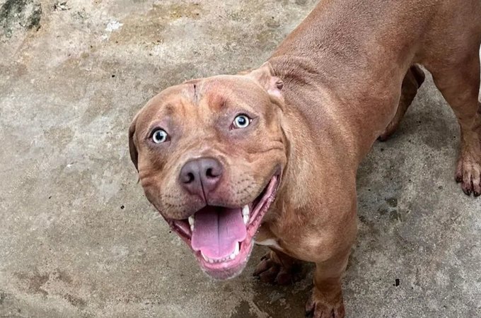 Criança de 5 anos morre após ser atacada por pitbull de 7 meses