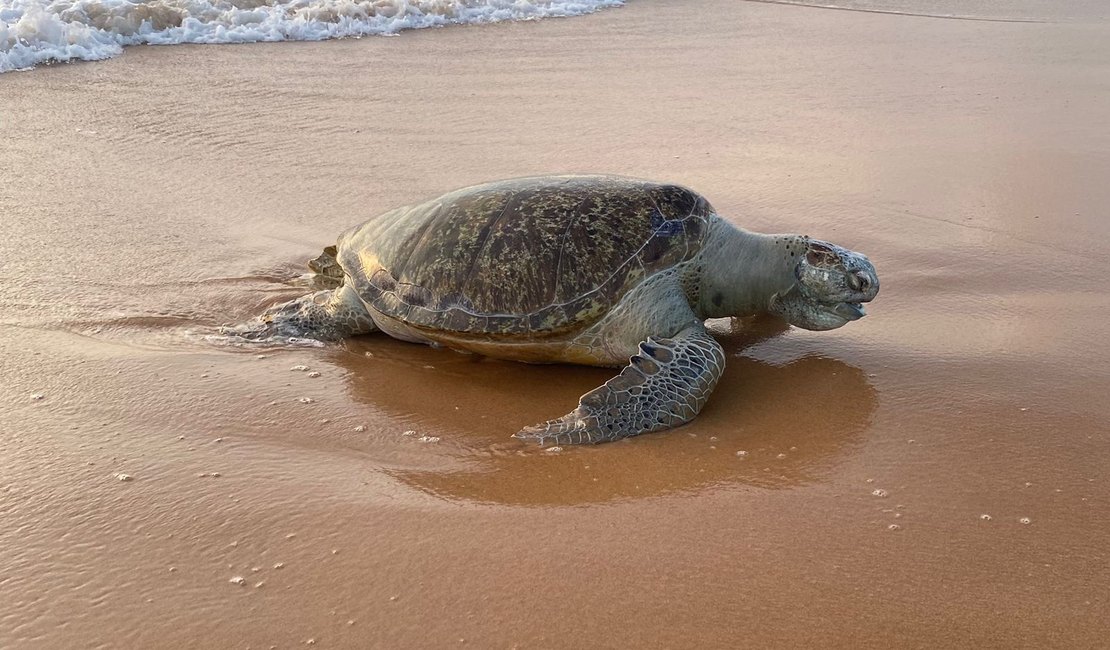 Tartaruga-verde é encontrada morta na praia de Jacarecica, em Maceió