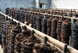 Fumicultura colocou Arapiraca no mapa do progresso