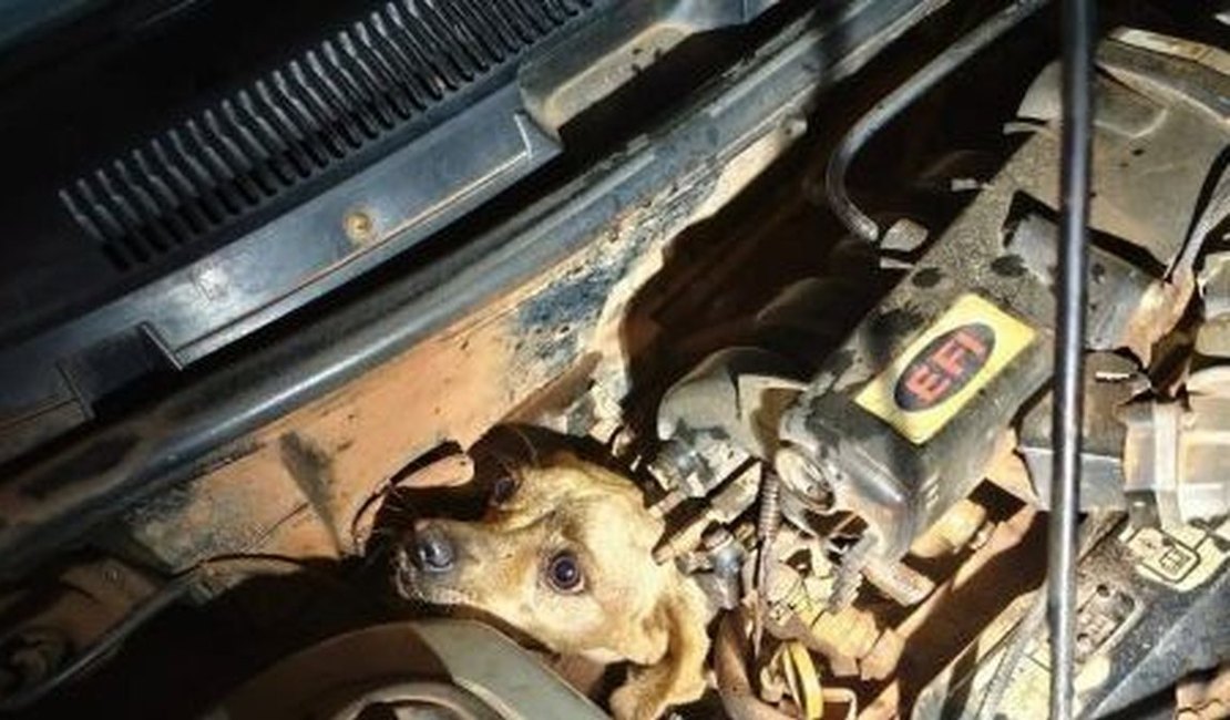 Cachorro caramelo é resgatado após ficar preso em motor de carro