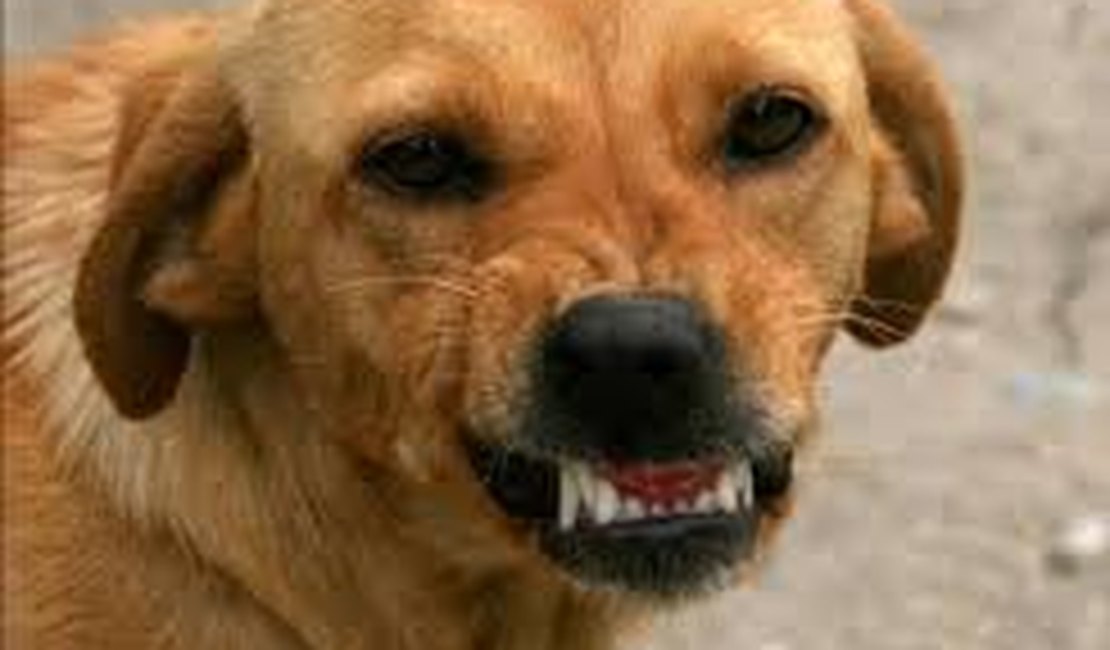 Homem é autuado por omissão de cautela, por causa de cães soltos em Coité do Nóia