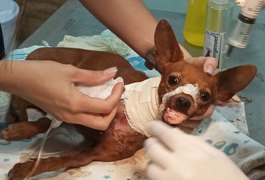 Cachorro luta pela vida após ser esfaqueado no pescoço e brutalmente espancado em Arapiraca