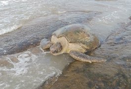 Final feliz: Tartaruga encalha na Praia de Lagoa Azeda e é devolvida ao mar por pescadores