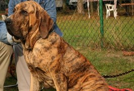 Saiba quais são as habilidades de um Fila Brasileiro