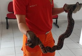 Corpo de Bombeiro captura cobra de 1,5 metros na rodovia AL 101