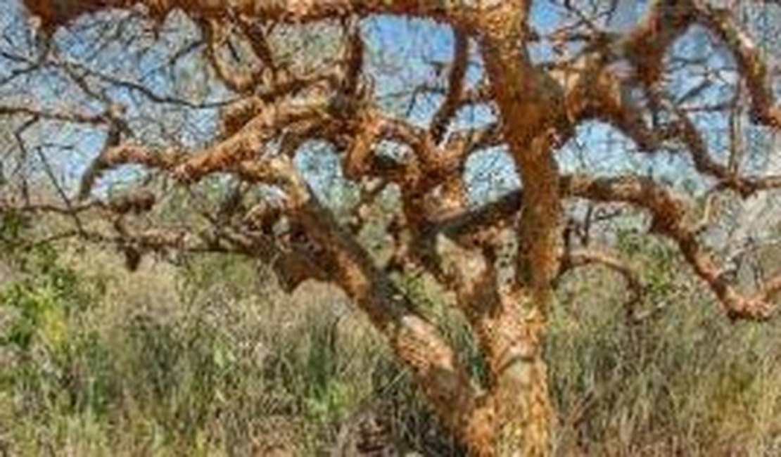 Plantas da Caatinga podem ajudar a combater Aedes aegypti