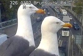 Gaivotas bloqueiam câmeras de trânsito em Londres e viralizam nas redes sociais