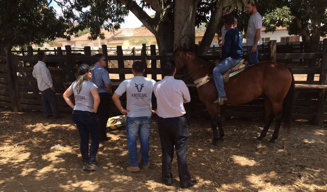 Veterinários realizam fiscalização para garantir o bem estar animal durante as vaquejadas