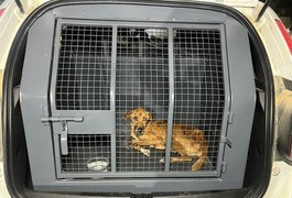 Mulher é presa por maus-tratos a animal no conjunto Barnabé, em Rio Largo