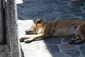 Polícia investiga ataque contra cinco cães em situação de rua em São Miguel dos Campos