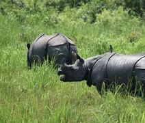Parque atira em pessoas para proteger rinocerontes