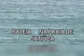 Registro emocionante: baleia aparece na Praia de Jatiúca e viraliza