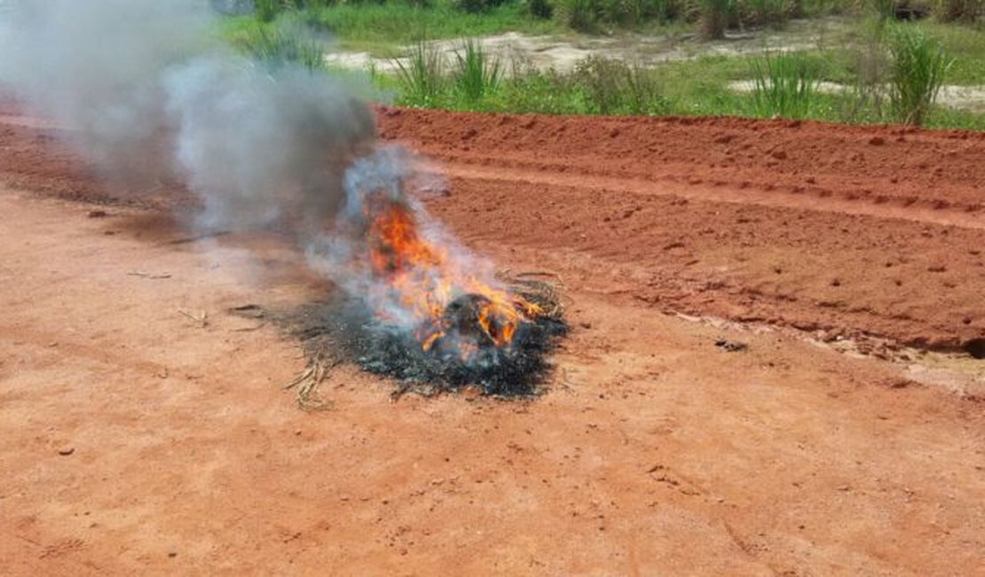PC destrói bananas de dinamite apreendidas durante operação, em AL