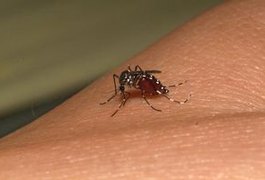 Caem casos de Dengue em Maceió, aponta boletim