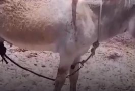 Caso de maus-tratos contra animais causa revolta em comunidade de Porto da Folha