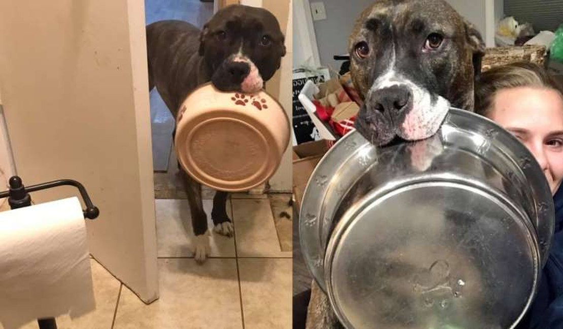 Pitbull fêmea usa a criatividade para avisar que a comida acabou