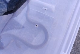 Bombeiros resgatam cobra em unidade de saúde no interior alagoano