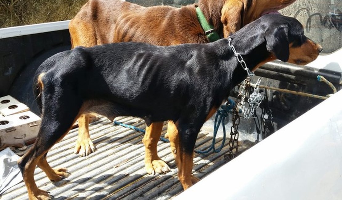 IMA resgata mais de 20 cachorros vítimas de maus-tratos em Quebrangulo