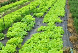 Agricultores de Arapiraca recebem mantas do projeto Agreste Rural