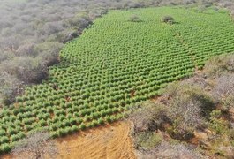 Dono de propriedade rural com 25 mil pés de maconha no Sertão é identificado; saiba mais