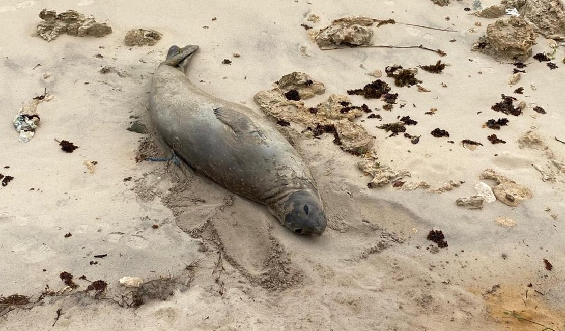 Elefante-marinho encontrado morto em Jequiá da Praia pode ter sido vítima de ação humana