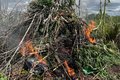 Operação conjunta da PF e PM/AL destrói 2,8 mil pés de maconha