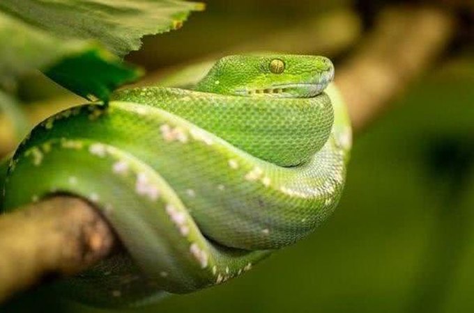 Mulher não será indenizada por briga após chamar colega de trabalho de 'cobra gospel'