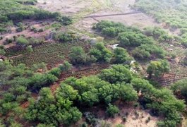 Operação no Sertão de AL e PE erradica 230 mil pés de maconha