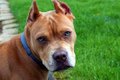 Pitbull amarrado se solta e mata cachorro em residência vizinha, em Arapiraca