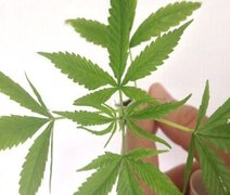 Comercialização de produtos derivados da maconha entra em vigor