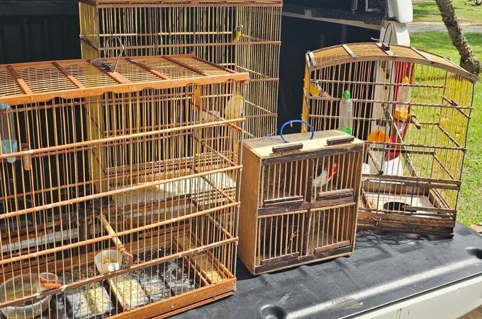 Operação contra cativeiro ilegal apreende mais de 50 aves no fim de semana